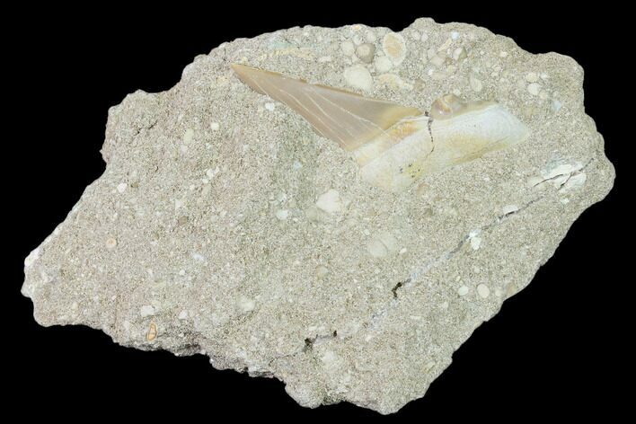 Otodus Shark Tooth Fossil in Rock - Eocene #135860